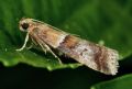 Acrobasis repandana